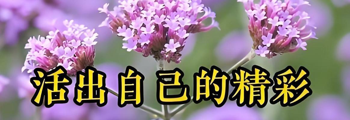 从迷失到坚定（从迷失到坚定）