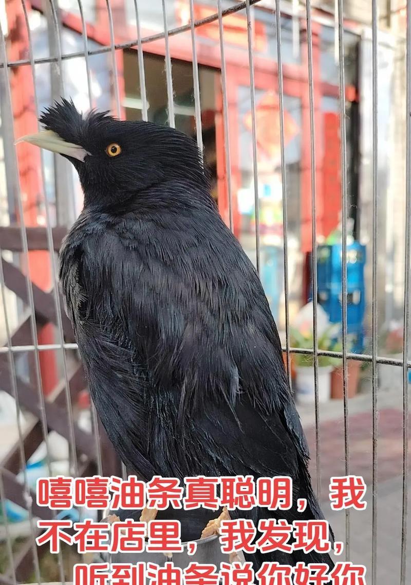 八哥小霸王的故事