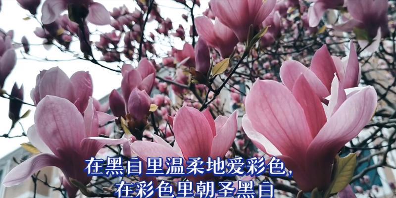 邀请花儿落座（柔情似水，花簇锦绣）