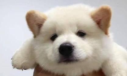 狗狗与我（从第一眼开始，我们就注定要相遇）