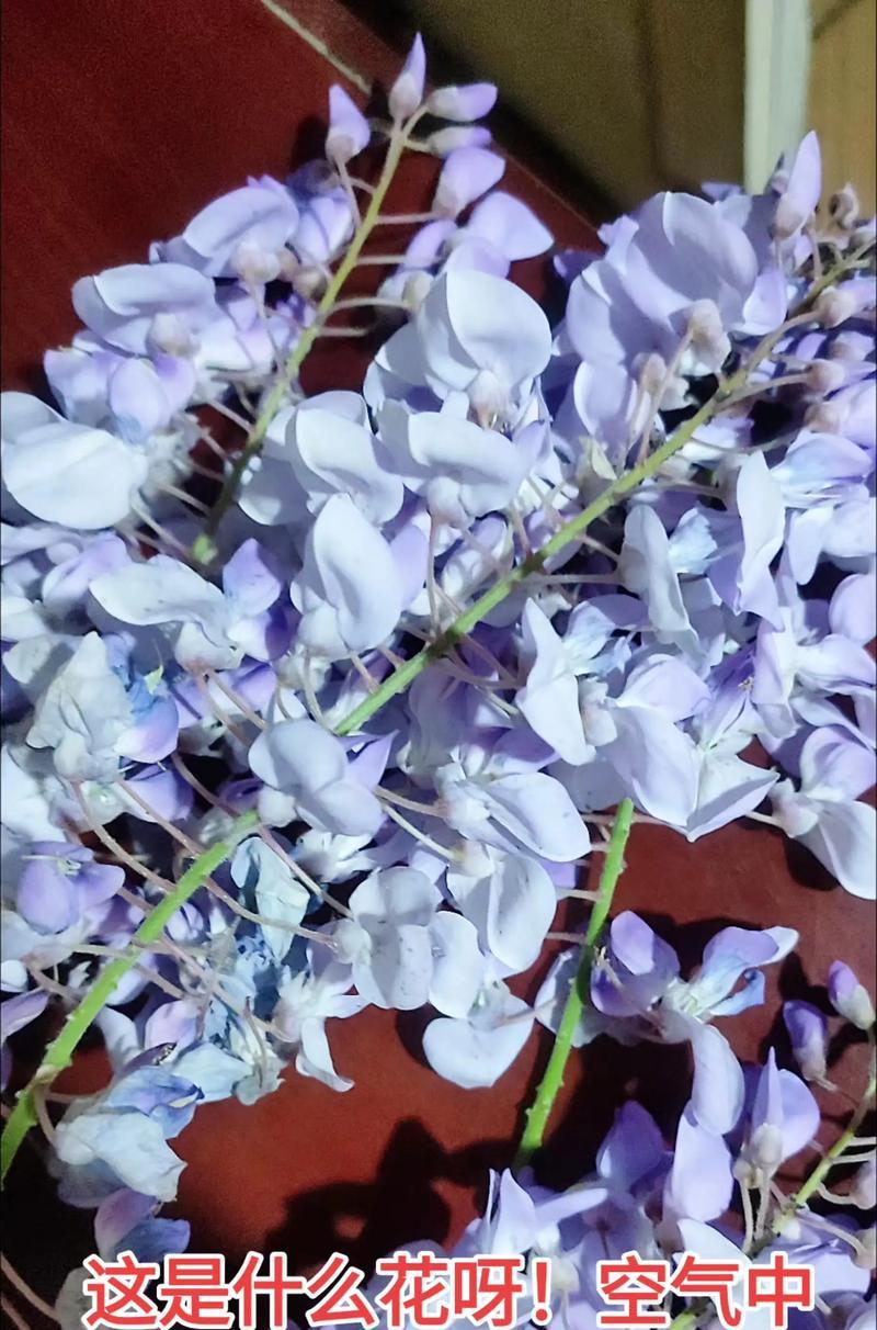 春之夜晚的邂逅（一段美丽与悲伤交织的爱情故事）