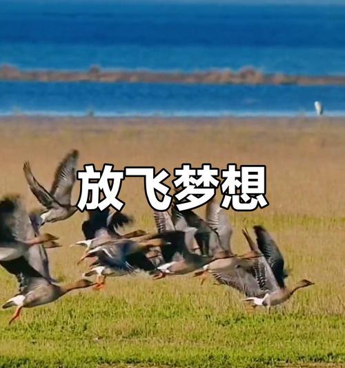 梦想翱翔（一个梦想成为飞行员的少年的故事）