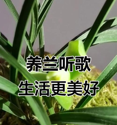 音乐的魔力（通过音乐让生活更美好）