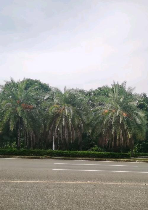 阳光明媚的一天（体验阳光下的世界）